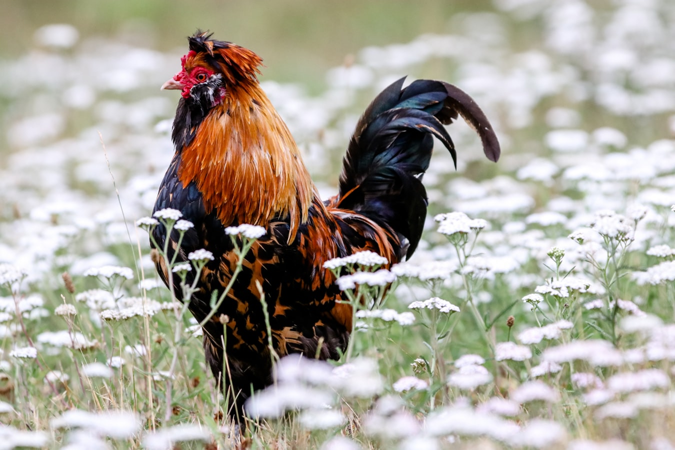 Mengerti Aturan Dalam Judi Sabung Ayam Online