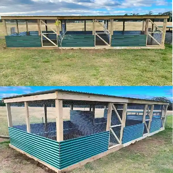 Cara Merawat Ayam untuk Pemula dari Nol