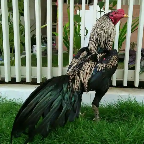 Cara Mengelola Modal Ayam Wala Meron dengan Disiplin